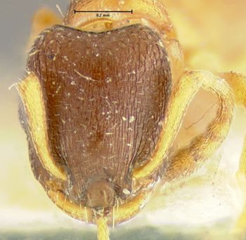 Media type: image;   Entomology 8674 Aspect: head frontal view